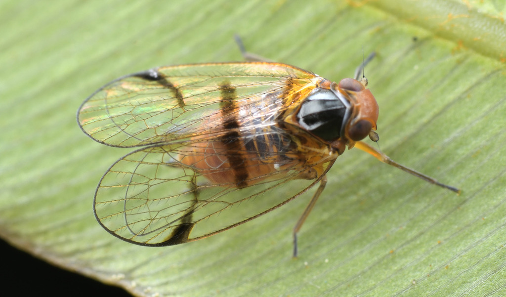 Betacixius euterpe