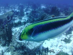 Halichoeres cyanocephalus