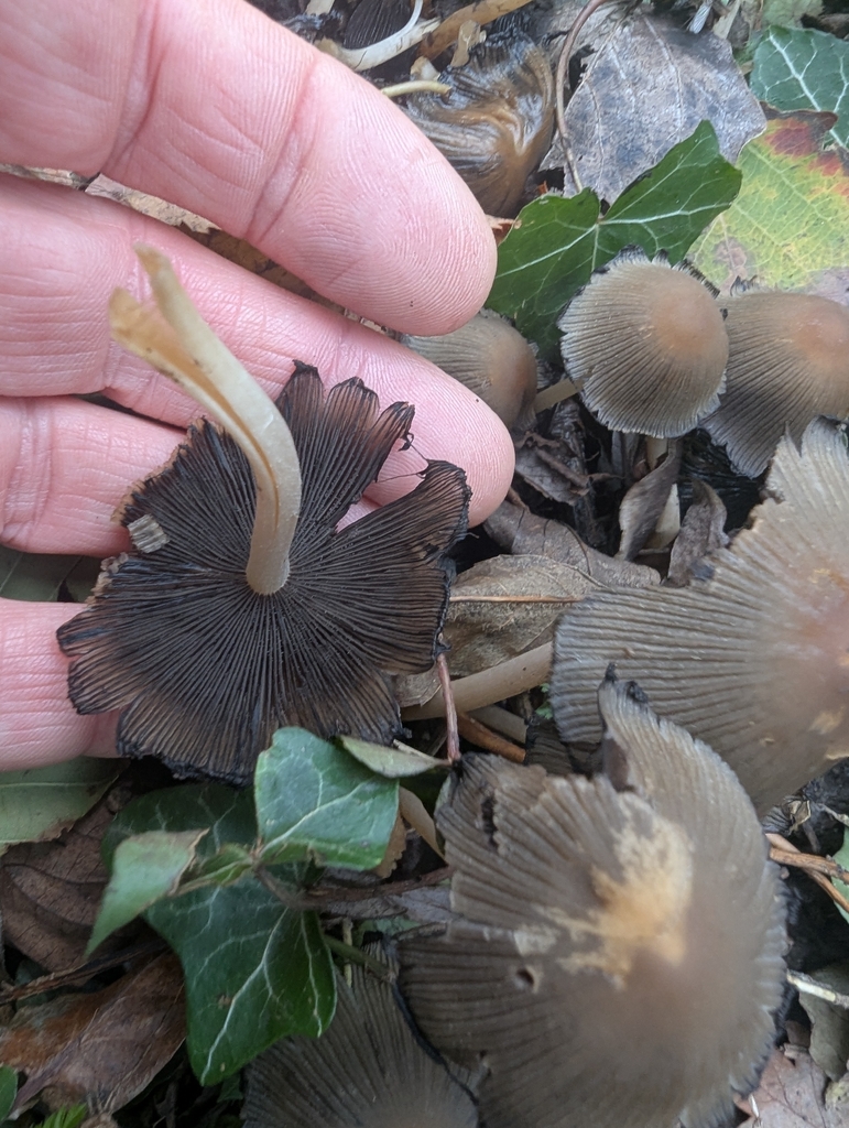 Micacei · November 2025 · photo: © ohwhen (iNaturalist, cc-by)