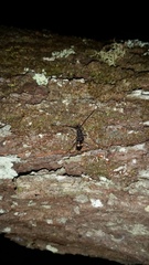 Phoracantha punctata