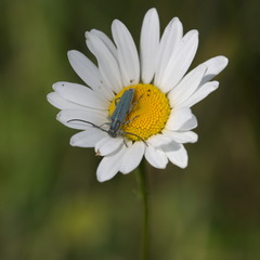 Phytoecia caerulescens