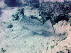 Mycteroperca venenosa