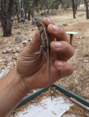 Sceloporus virgatus