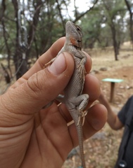 Sceloporus virgatus