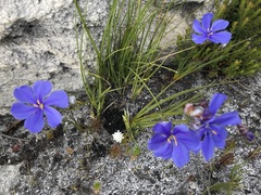 Aristea oligocephala