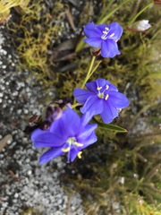 Aristea oligocephala