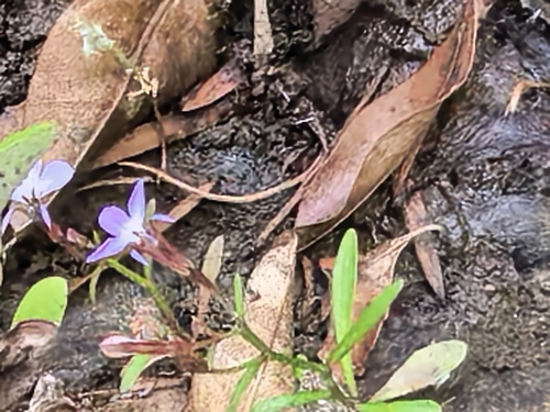 Water Lobelia (Grammatotheca bergiana)