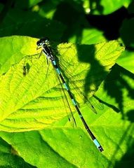 Coenagrion pulchellum