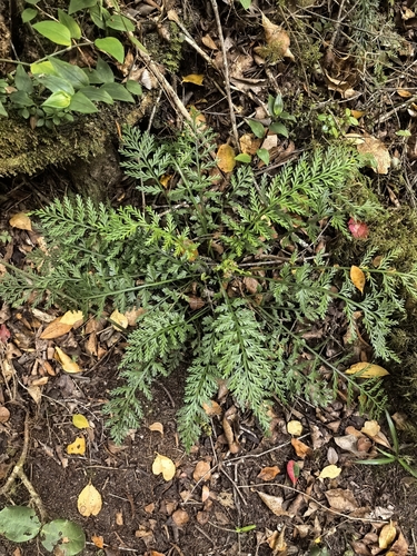Asplenium rutifolium, photograph 6