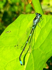 Coenagrion pulchellum