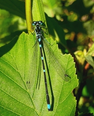 Coenagrion pulchellum