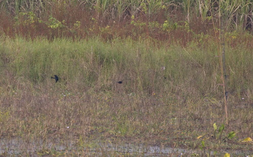 Black Drongo