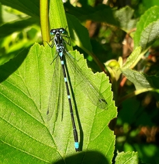 Coenagrion pulchellum