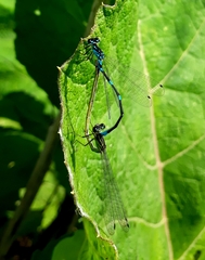 Coenagrion pulchellum