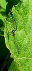 Coenagrion pulchellum