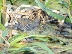 Porzana fluminea