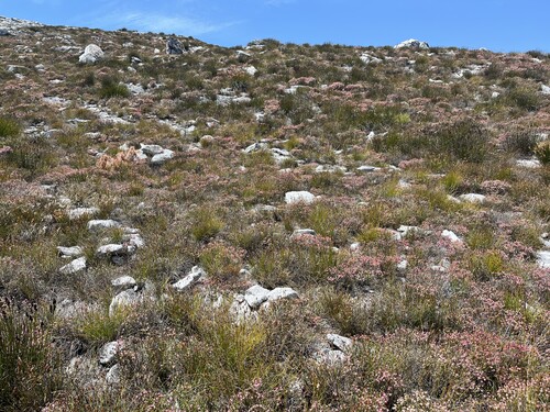Ridge Heath (Erica tegulifolia)