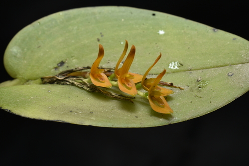Acianthera polystachya