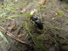 Pterostichus aterrimus