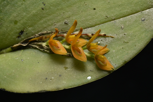 Acianthera polystachya, photograph 1