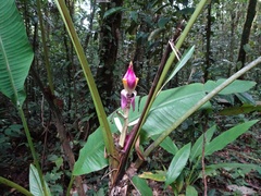 Musa campestris, photograph (c) Jiro Iguchi, some rights reserved (CC BY)