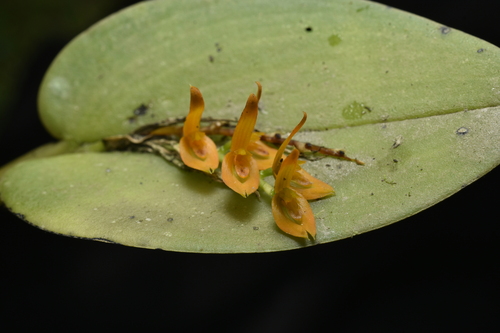 Acianthera polystachya, photograph 2