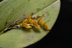 Acianthera polystachya, photograph (c) Jhon A. Yuca-Palomino, some rights reserved (CC BY)