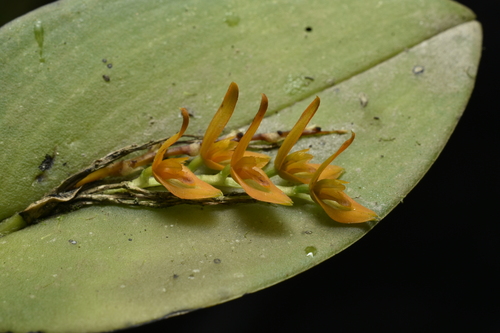 Acianthera polystachya, photograph 4