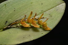 Acianthera polystachya, photograph (c) Jhon A. Yuca-Palomino, some rights reserved (CC BY)