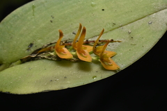 Acianthera polystachya, photograph (c) Jhon A. Yuca-Palomino, some rights reserved (CC BY)