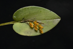 Acianthera polystachya, photograph (c) Jhon A. Yuca-Palomino, some rights reserved (CC BY)