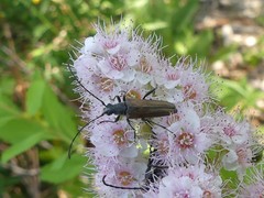Trachysida mutabilis