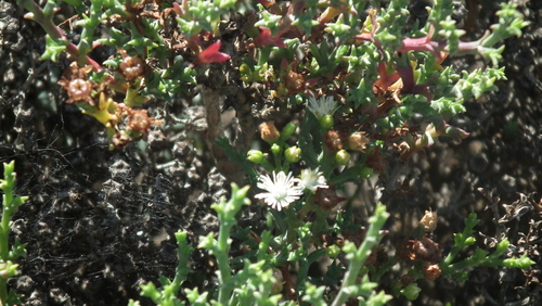 Image of Ruschia tenella by (c) Shaun Swanepoel, some rights reserved (CC BY)