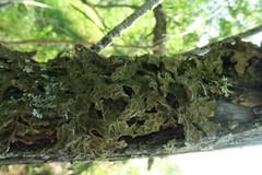 Lobaria pulmonaria