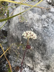Hermas quinquedentata