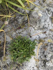 Hermas quinquedentata