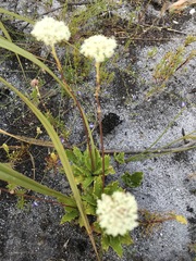 Hermas quinquedentata