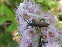 Trachysida mutabilis