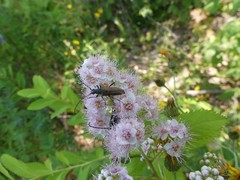 Trachysida mutabilis