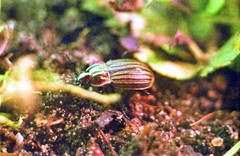 Chlaenius costulatus