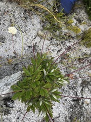 Hermas quinquedentata