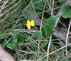 Goodenia hederacea alpestris