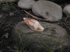 Mitridae