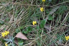 Goodenia hederacea alpestris