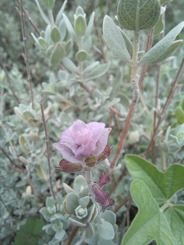 Elliots Sagebush (Syncolostemon elliottii)