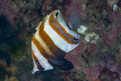 Twospot coralfish (Coradion melanopus) — Chaetodontidae