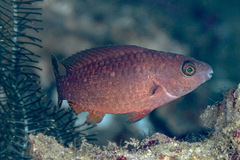 Forsten's Parrotfish photo 4