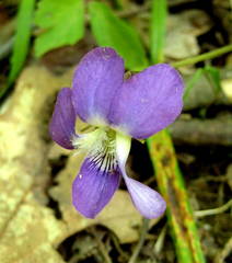 Viola triloba