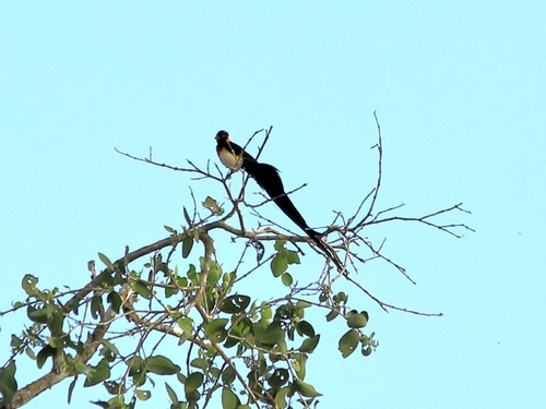 Eastern Paradise-Whydah