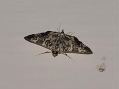 Chabula acamasalis